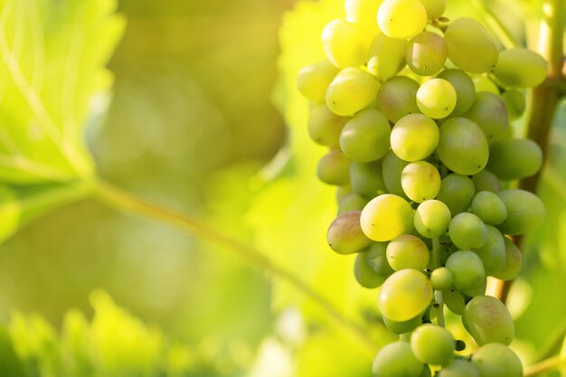 Un racimo de uvas verdes en una rama