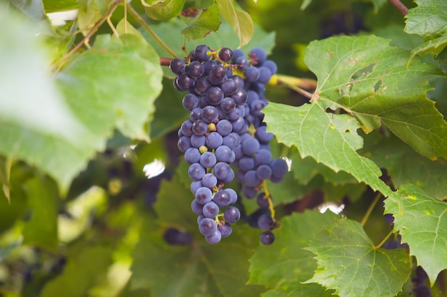 Racimo de uvas en vid a la luz del sol