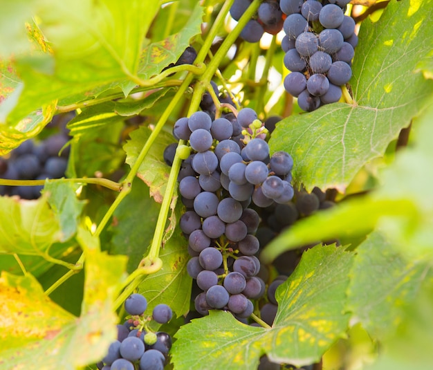 Racimo de uvas en vid a la luz del sol