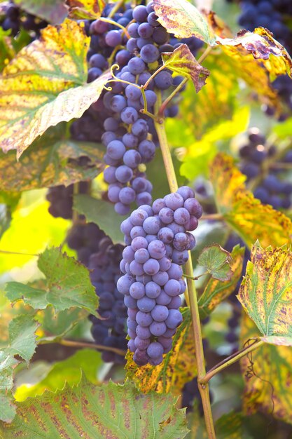 Racimo de uvas en vid a la luz del sol