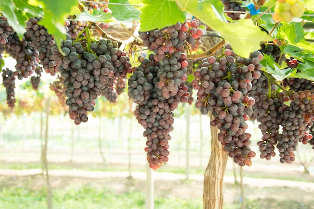 Racimo de uvas en una vid en la puesta de sol.