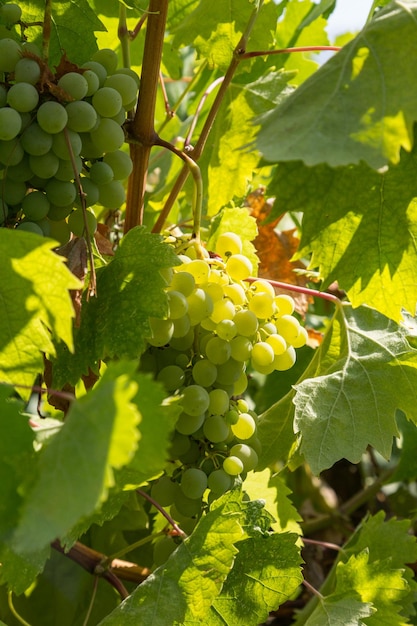 Racimo de uvas de vid en un viñedo