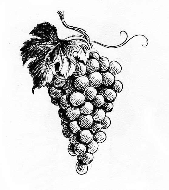 Racimo de uvas de vino. Dibujo a tinta en blanco y negro