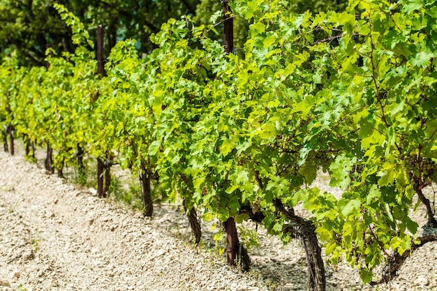 Los racimos y arbustos de uva maduran en la plantación.