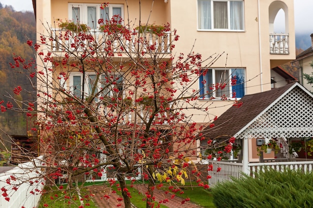 Racimos de bayas rojas de viburnum con gotas de lluvia al final de la temporada de verano Fruta de temporada