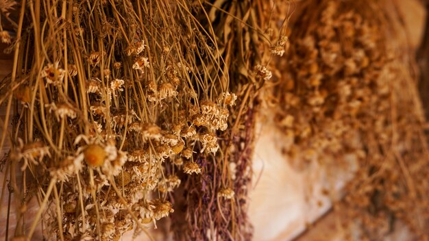 Racimos colgantes de hierbas y flores medicinales, se centran en la flor de manzanilla. Medicina herbaria. Tonos retro.