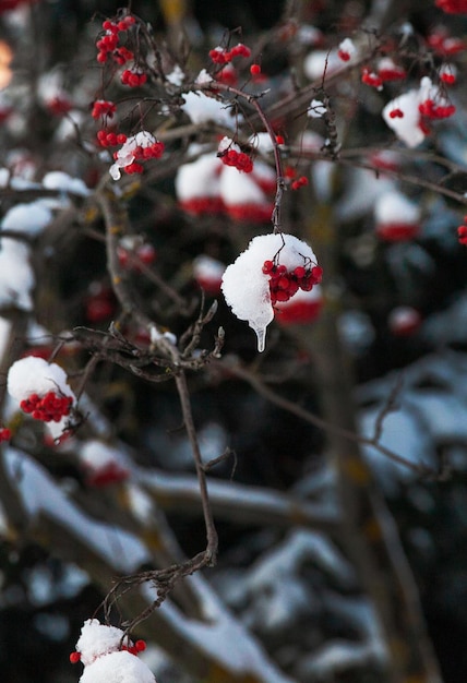 Racimos de fresno de montaña rojo en las ramas, cubiertos con casquetes de nieve.