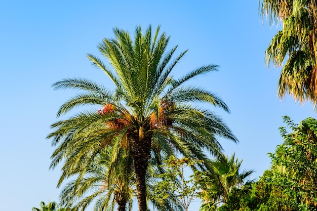 Racimos de frutas maduras en una palmera datilera verde