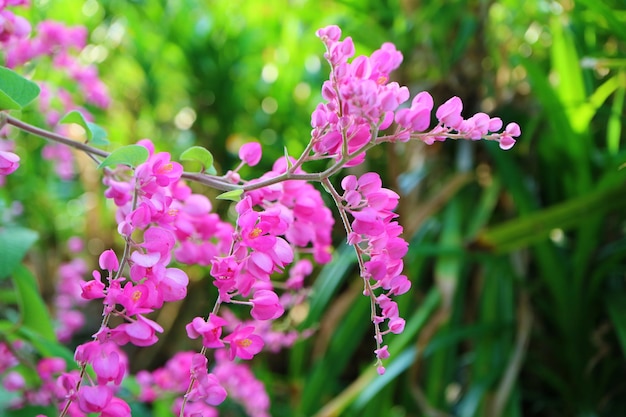 Foto racimos de hermosas flores de enredadera de coral o de enredadera mexicana que florecen a la luz del sol