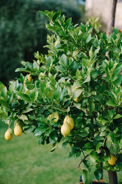 Foto racimos de limones maduros amarillos frescos en las ramas de los árboles de limón en el jardín italiano