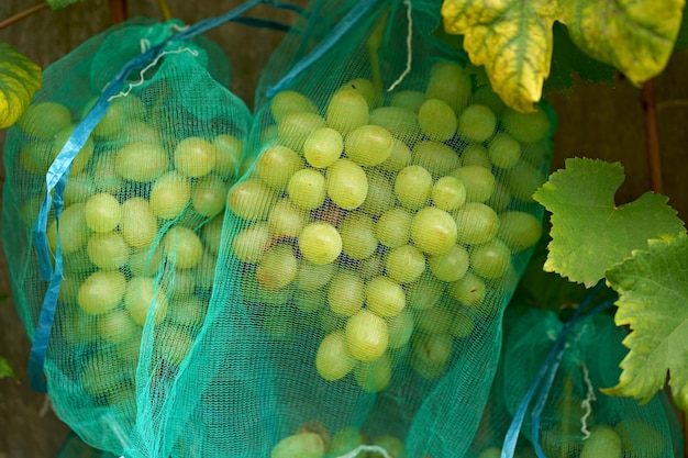 Racimos maduros de uva madurados naturalmente en redes que protegen los racimos de insectos y pájaros utilizando un método de cultivo orgánico