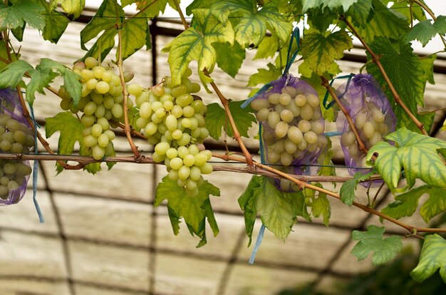 Racimos maduros de uva madurados naturalmente en redes que protegen los racimos de insectos y pájaros utilizando un método de cultivo orgánico