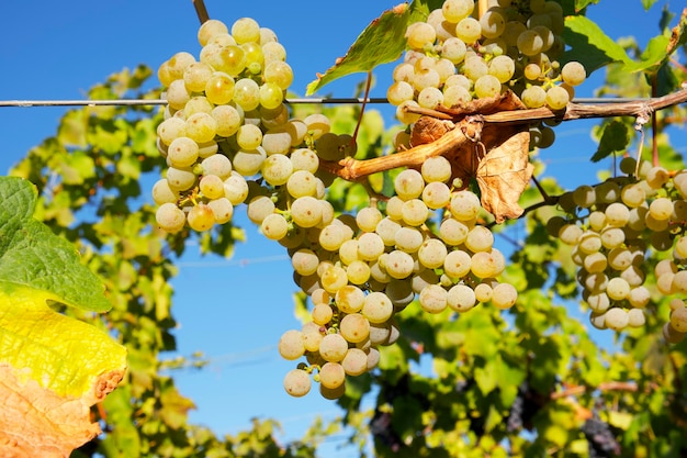 racimos maduros de uvas moscatel blancas cuelgan de la vid en el fondo de un viñedo verde