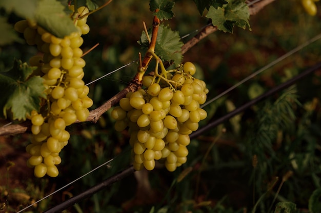 Racimos maduros de uvas de vid verde amarillo crecen en el viñedo