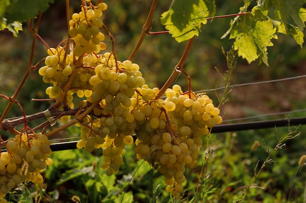 Racimos maduros de uvas de vid verde amarillo crecen en el viñedo