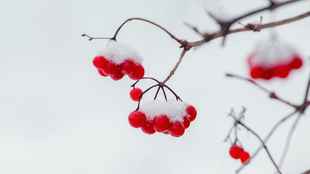 Racimos nevados de viburnum con frutos rojos Frutos rojos de viburnum en invierno