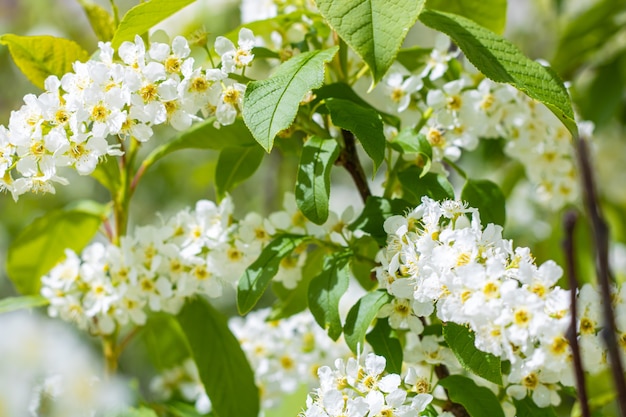 Racimos de pequeñas flores blancas con centros amarillos. Floración de primavera