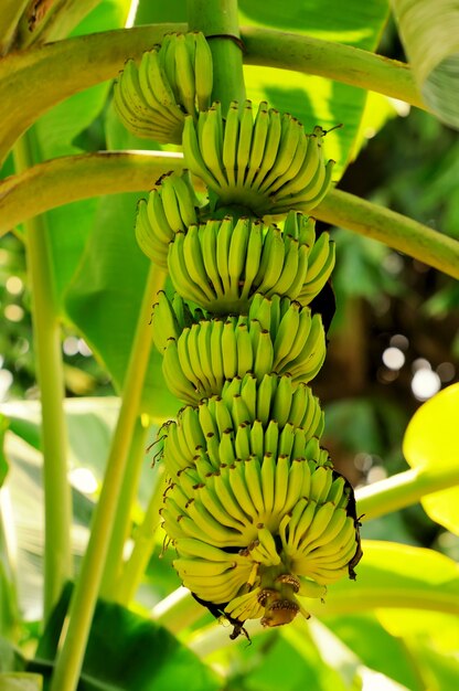 Racimos de plátanos verdes que crecen en un bosque tropical