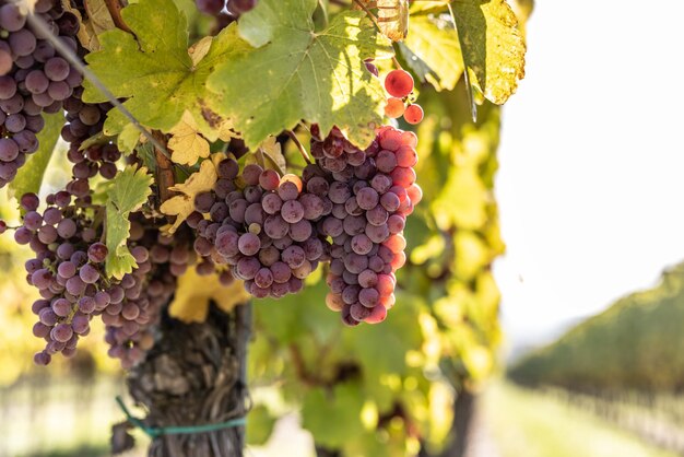 Los racimos púrpuras de uvas de la variedad Red Traminer en un viñedo que maduran antes de la cosecha