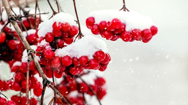 Racimos rojos cubiertos de nieve de viburnum durante una nevada