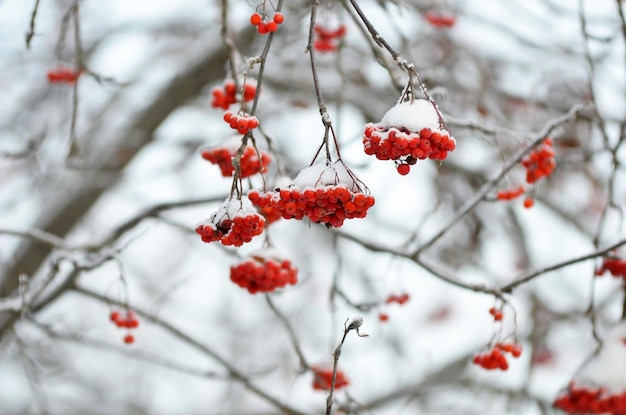 Racimos rojos de serbal cubiertos de nieve.