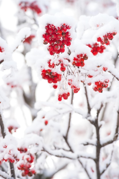 Foto racimos de rowan en árbol nevado