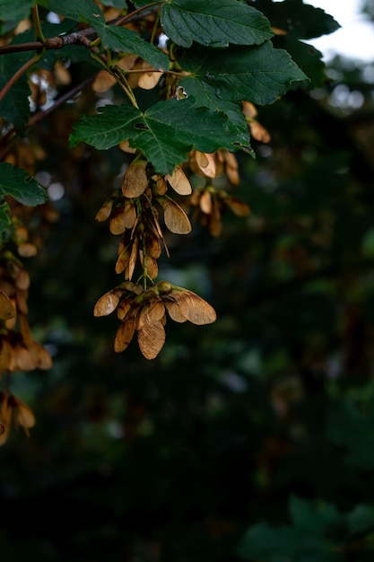 racimos de semillas de arce en una rama de árbol