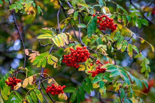 Racimos de serbal rojo en un árbol en el jardín en otoño