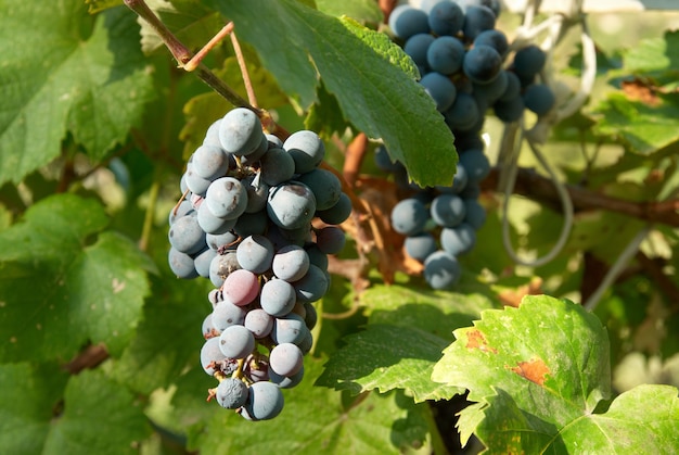 Racimos de uva negra con hojas verdes