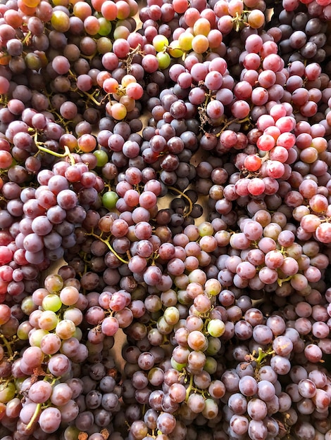 Racimos de uva uva verde y morada