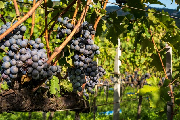 Racimos de uva en viñedo listos para ser cosechados.