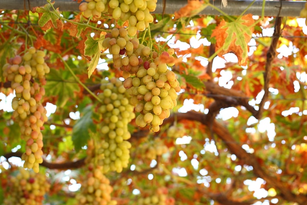 Racimos de uvas amarillo-naranja madura colgando de la vid.