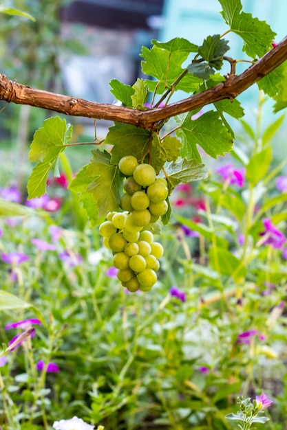 Racimos de uvas blancas colgando en viñedo