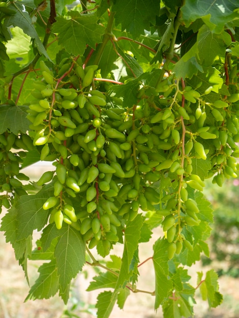 Los racimos de uvas blancas maduran bajo el suave sol de verano en Grecia