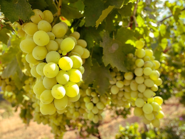 Racimos de uvas blancas maduran bajo el suave sol de verano en la isla griega de Evia en Grecia