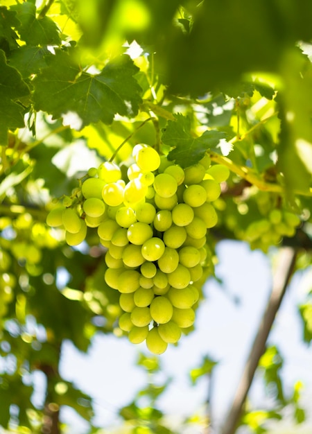 Racimos de uvas blancas maduran bajo el suave sol de verano en la isla griega de Evia en Grecia