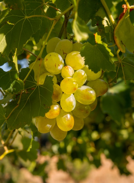 Racimos de uvas blancas maduran bajo el suave sol de verano en la isla griega de Grecia