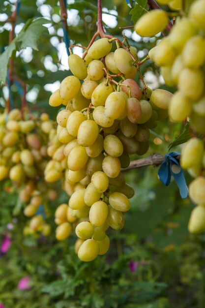 Racimos de uvas blancas maduras en un arbusto