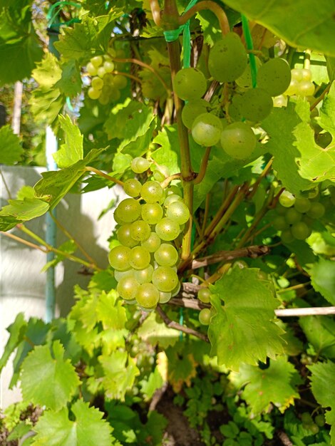 Los racimos de uvas blancas maduras en la vid en un soleado día de otoño