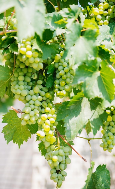 Racimos de uvas maduras para la producción de vino en viñedos Grandes pinceles de uvas blancas cuelgan en el jardín Día soleado Fondo natural