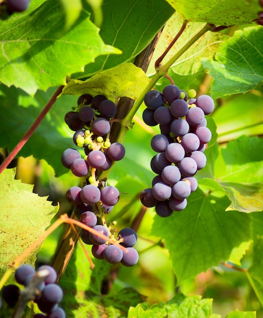 Racimos de uvas maduras en la vid