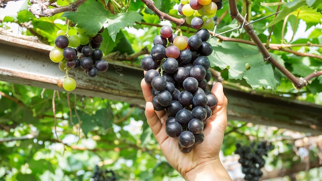 Racimos de uvas maduras en un viñedo