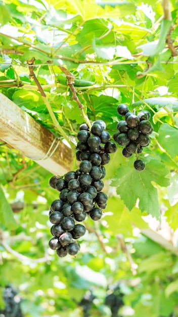 Racimos de uvas maduras en un viñedo.