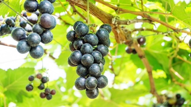 Racimos de uvas maduras en un viñedo.