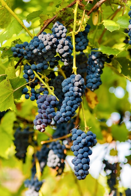 Racimos de uvas negras colgando de una vid durante el sol diurno