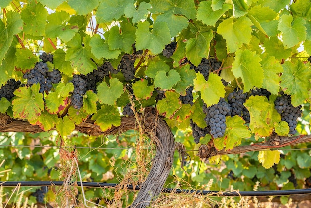 Racimos de uvas negras o rojas para la línea de producción de vino de Oporto en las laderas del valle del Duero en Portugal