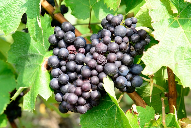 Racimos de uvas negras en las vides