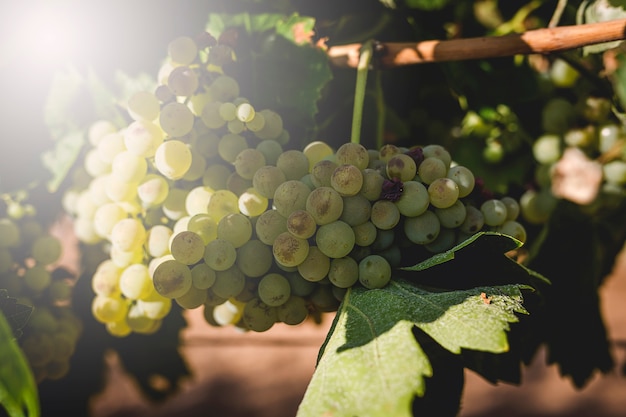 Racimos de uvas en la vid