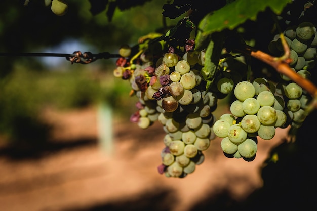 Racimos de uvas en la vid