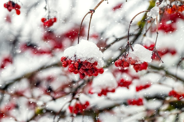 Racimos de viburnum cubiertos de nieve durante una nevada